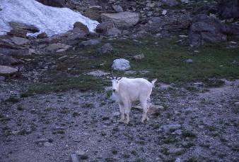 wborder bop-16  Goat in Glacier.jpg (299861 bytes)